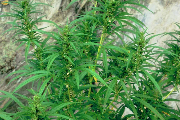 Cannabis Género Botânico Pertencente Família Cannabaceae Produção Comercial Cânhamo Conceito — Fotografia de Stock