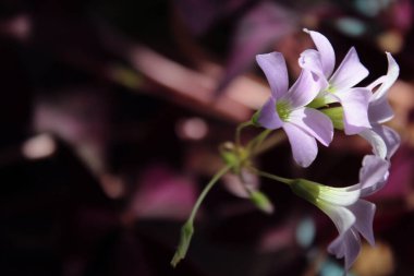 Oxalis menekşe çiçeği - oxalis triangularis. Kelebek şeklinde yapraklar. Metin altında tasarım için arkaplan. 