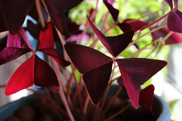 Oxalis violet indoor flower - oxalis triangularis. Butterfly-shaped leaves. Background for design, under the text.