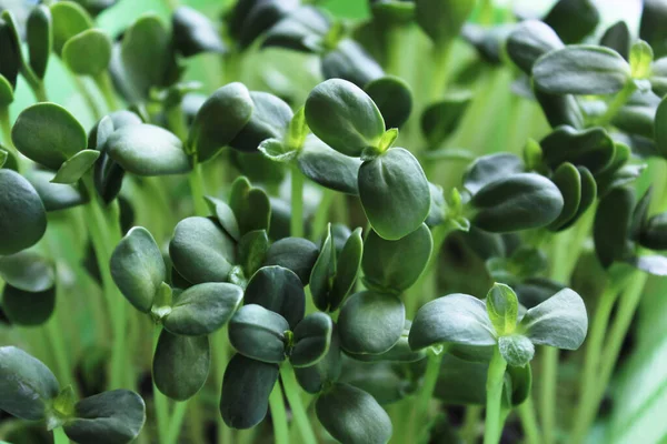 Ayçiçeği mikroyeşili. Evde tohum yetiştirme. Vejetaryen ve sağlıklı beslenme konsepti. Genç ayçiçeği filizleri. 