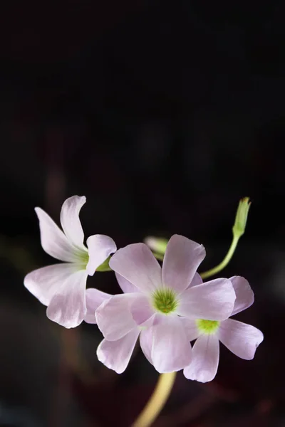 Fioletowy Kwiat Wewnętrzny Oxalis Oxalis Triangularis Liście Kształcie Motyla Kontekst — Zdjęcie stockowe