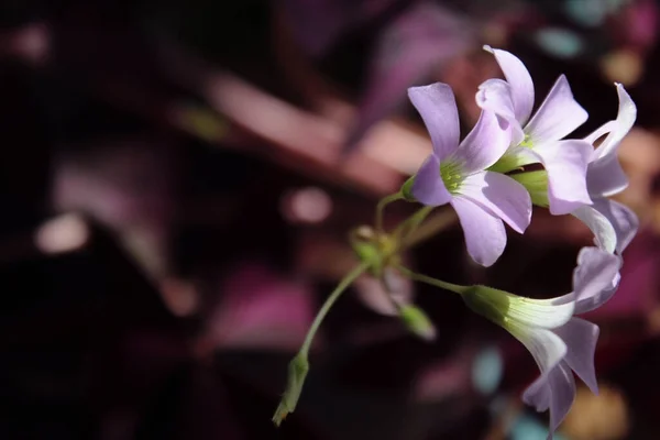 Oxalis violet indoor flower - oxalis triangularis. Butterfly-shaped leaves. Background for design, under the text.