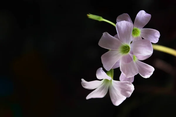 Fioletowy Kwiat Wewnętrzny Oxalis Oxalis Triangularis Liście Kształcie Motyla Kontekst — Zdjęcie stockowe
