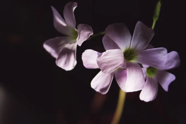 Oxalis violet indoor flower - oxalis triangularis. Butterfly-shaped leaves. Background for design, under the text.