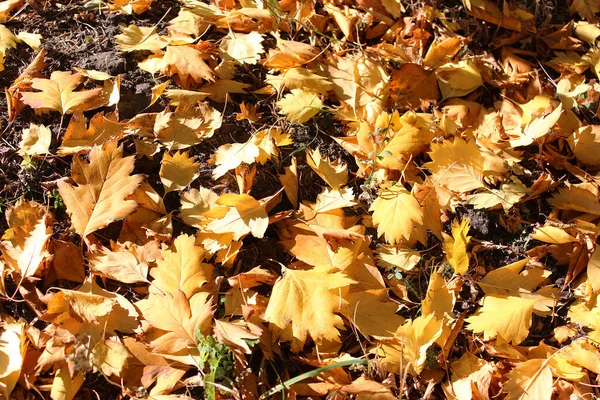 Foglie Cadute Autunno Foglie Gialle Può Essere Utilizzato Come Sfondo — Foto Stock