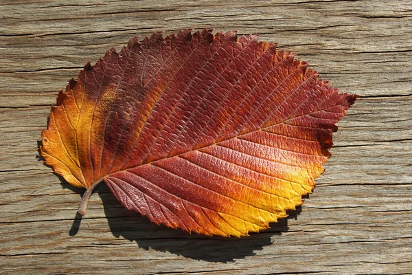 Helder Herfstblad Een Houten Achtergrond Design Element Voor Tekst Achtergrond — Stockfoto