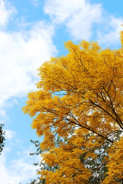 Sonbahar arkaplanı. Parlak sarı yapraklı bir ağaç. Mavi gökyüzüne karşı sonbahar ağacı. Arkaplan, tasarım ögesi, kartpostal.