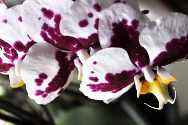 Orkide. Çiçek konsepti. Bahşiş yetiştiren orkide. En yaygın olarak yetiştirilen ev bitkileri. Baskı için arka plan, doku, çiçekçi dükkanı tasarımı.