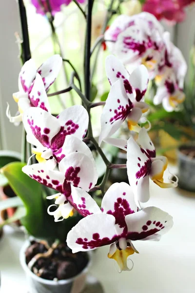 Orquídea Concepto Floral Consejos Cultivo Orquídeas Plantas Casa Más Comúnmente — Foto de Stock