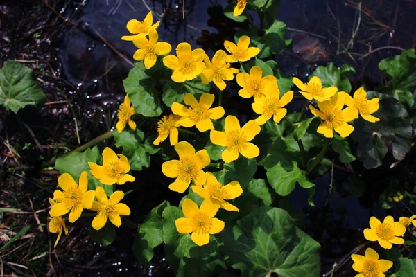 Caltha Palustris, sarı yapraklı bataklık bitkisi. Parlak sarı çiçekler. Arkaplan, kartpostal, tasarım ögesi. 