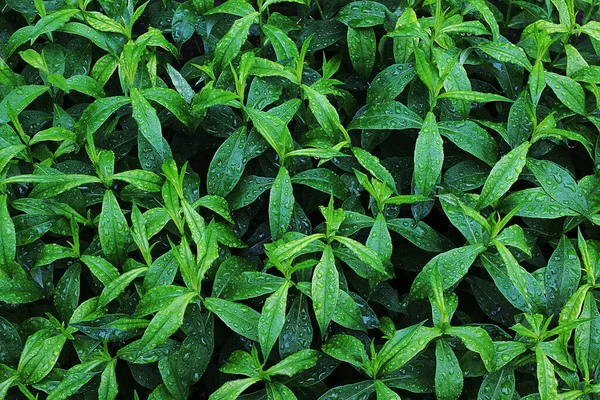 Yeşil yapraklı arka plan. Arkaplan, tasarım ögesi, kartpostal, metin için yer olarak kullanılabilir. 