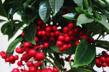 Japon kışında Ardisia Crenata veya Mercan Berrie 'nin kırmızı meyveleri. Kırmızı dutlu Bush. Yazdırma ve daha fazlası için arkaplan, tasarım ögesi.