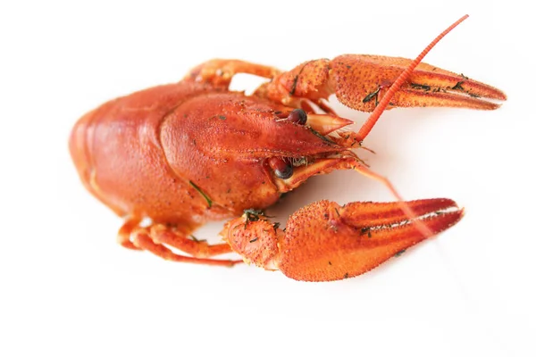 Pişmiş kırmızı kerevit. Hassasiyet, yemek pişirmek için bir malzeme. Menü, arkaplan, tasarım için fotoğraf. 