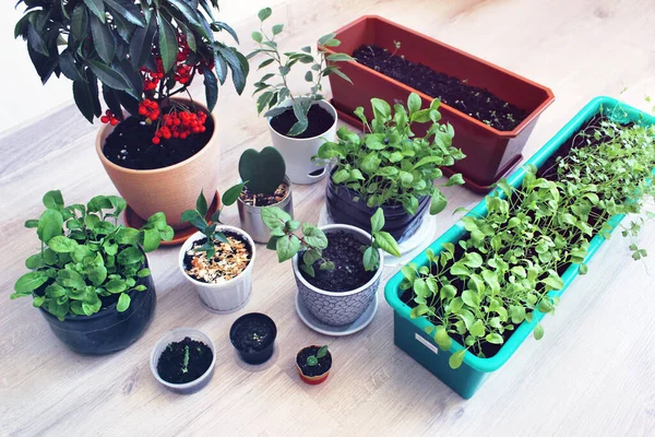 Crescer Vegetação Saudável Casa Plantas Casa Hobbies Atividades Casa Microgreens — Fotografia de Stock