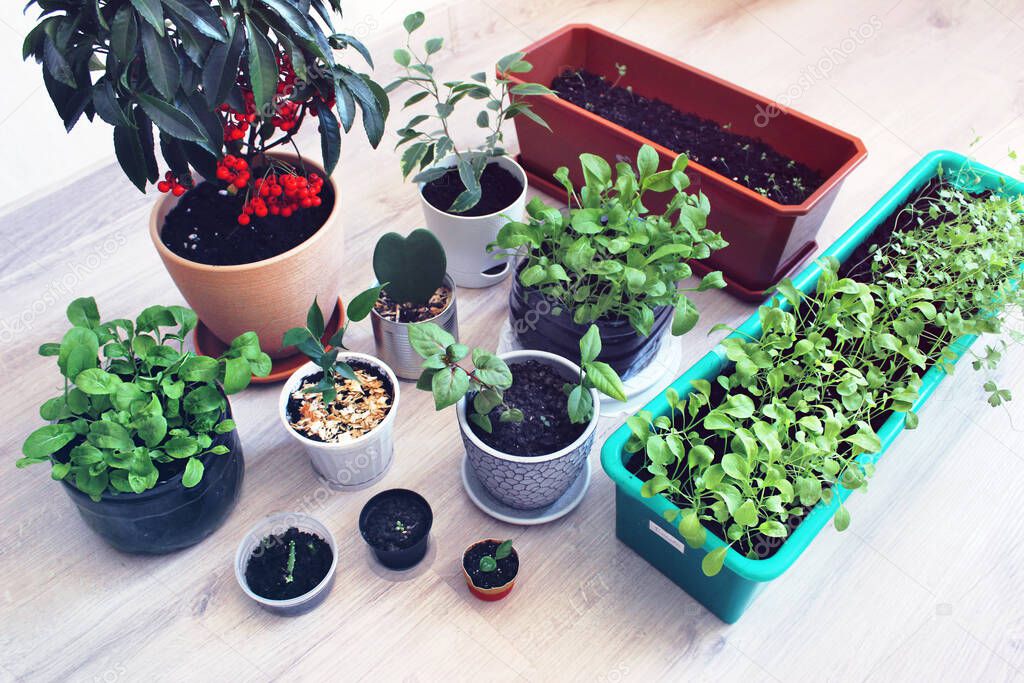 Growing healthy greenery at home. Houseplants. Hobbies, activities at home, growing microgreens. 