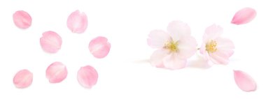 Japon pembe kiraz çiçeği. Çiçek yaprakları. saf beyaz arka plan. bahar fotoğrafçılık seti.