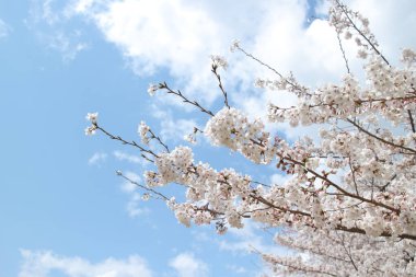 Japon kiraz çiçeği. Çiçek yaprakları. yumuşak mavi gökyüzü arkaplanı. bahar fotoğrafçılığı.