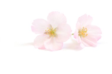 Japon pembe kiraz çiçeği. Çiçek yaprakları. saf beyaz arka plan. bahar fotoğrafçılığı.