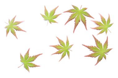 Japon yeşil akçaağaç yaprağı. saf beyaz arka plan. Taze yeşil yapraklar. çevre kavramı.