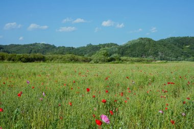 Uçsuz bucaksız Kızıl Gelincikler Açık Mavi Gökyüzünün Altında