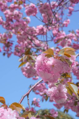 Mavi Gökyüzüne karşı Kore 'nin yemyeşil, çifte kiraz ağacı.