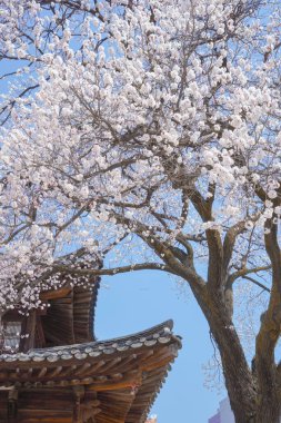 Deoksugung Sarayı 'ndaki Geleneksel Ahşap Çatı Üzerine Çiçek Açan Kiraz Çiçekleri