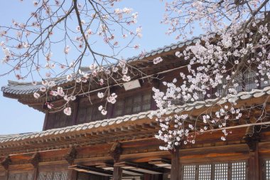 Deoksugung Sarayı 'ndaki Geleneksel Ahşap Çatı Üzerine Çiçek Açan Kiraz Çiçekleri