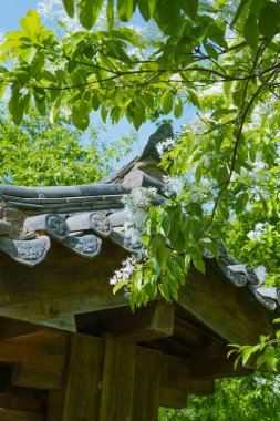 Geleneksel Kore Mimarisi Mavi Gökyüzüne Karşı Saçak 'ın yanında Beyaz Sınır Ağacı Çiçekleri