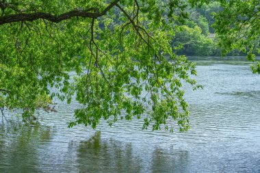 Tree Branch Reflected in Calm Water