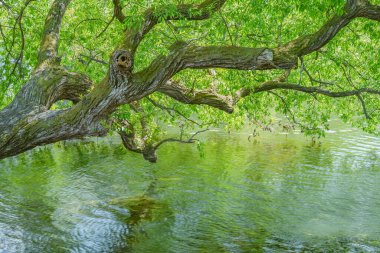 Sakin Suya Yansıyan Ağaç Dalları