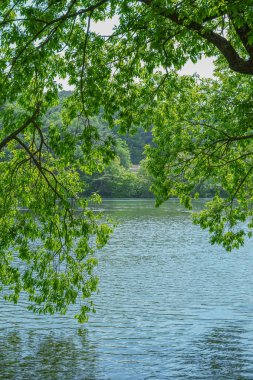 River View Framed by Green Leaves