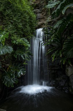 Bereketli yeşilliklerle çevrili sakin bir şelale dingin bir vaha yaratır. Tropikal bitkiler ve bahçe düzeninin doğal güzelliği bu doğa sahnesinde huzurlu bir kaçış sunuyor. Ferahlatıcı ve rahatlatıcı..