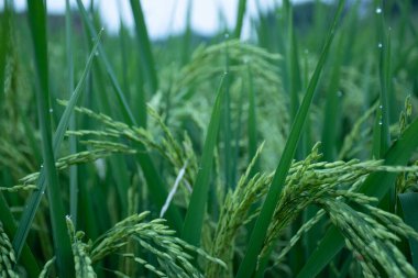 Mavi bir ışık tüneli içeren büyüleyici soyut bir görüntü. Girdap benzeri doku, gözü dairesel bir kalıba çeker, derinlik hissi yaratır ve aydınlatılmış bir perspektif yaratır. Karanlık ve modern bir tasarım..