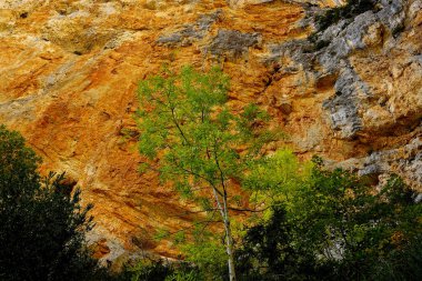 Verdon Vadisi 'nde, koyu renkli bir duvara karşı açık yeşil bir ağaç.
