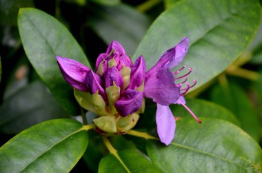Menekşe rododendron çiçeğinin yakın plan detayları. Kısmi ışık ve gölgedeki erkek, tomurcuk ve çiçek yapılarıyla birlikte. Bonn, Kuzey RhineWestphalia, Almanya 'da bir bahçede yakalanan resim, doğal güzelliği ve botanik zarafeti vurguluyor.