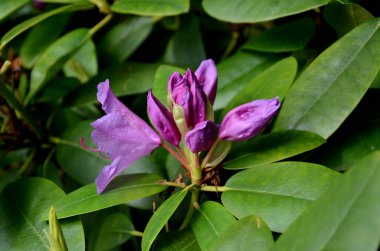 Menekşe rododendron çiçeğinin yakın plan detayları. Kısmi ışık ve gölgedeki erkek, tomurcuk ve çiçek yapılarıyla birlikte. Bonn, Kuzey RhineWestphalia, Almanya 'da bir bahçede yakalanan resim, doğal güzelliği ve botanik zarafeti vurguluyor.