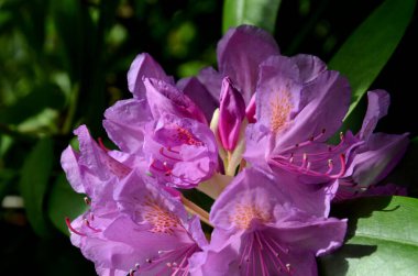 Menekşe rododendron çiçeğinin yakın plan detayları. Kısmi ışık ve gölgedeki erkek, tomurcuk ve çiçek yapılarıyla birlikte. Bonn, Kuzey RhineWestphalia, Almanya 'da bir bahçede yakalanan resim, doğal güzelliği ve botanik zarafeti vurguluyor.