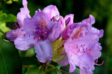 Menekşe rododendron çiçeğinin yakın plan detayları. Kısmi ışık ve gölgedeki erkek, tomurcuk ve çiçek yapılarıyla birlikte. Bonn, Kuzey RhineWestphalia, Almanya 'da bir bahçede yakalanan resim, doğal güzelliği ve botanik zarafeti vurguluyor.
