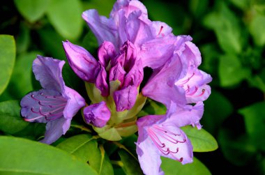 Menekşe rododendron çiçeğinin yakın plan detayları. Kısmi ışık ve gölgedeki erkek, tomurcuk ve çiçek yapılarıyla birlikte. Bonn, Kuzey RhineWestphalia, Almanya 'da bir bahçede yakalanan resim, doğal güzelliği ve botanik zarafeti vurguluyor.