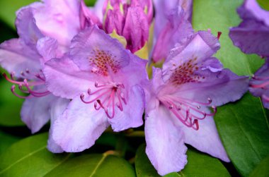 Menekşe rododendron çiçeğinin yakın plan detayları. Kısmi ışık ve gölgedeki erkek, tomurcuk ve çiçek yapılarıyla birlikte. Bonn, Kuzey RhineWestphalia, Almanya 'da bir bahçede yakalanan resim, doğal güzelliği ve botanik zarafeti vurguluyor.