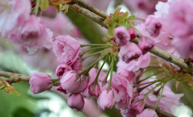 Japonische Kirsche (Prunus serrulata), Zweig mit rosa Blten, Bonn, Nordrhein-Westfalen, Deutschland