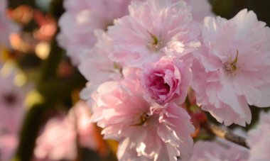 Japonische Kirsche (Prunus serrulata), Zweig mit rosa Blten, Bonn, Nordrhein-Westfalen, Deutschland