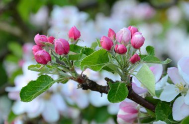 Bahçede yaprakları ve yaprakları olan elma çiçeklerine ve tomurcuklarına yakın çekim