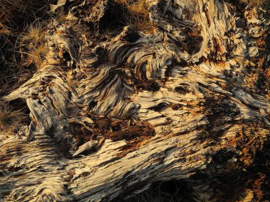 İrlanda 'da yüksek bir platoda çürüyen eski bir ağaç kütüğü, akşam ışıklarıyla aydınlanıyor. Sıcak, yumuşak tonlar zengin dokulu ve desenli ahşabı vurgular. Parlak yüzey kaotik yapıları ortaya çıkarıyor, yoğun ve organik bir görsel izlenim yaratıyor..