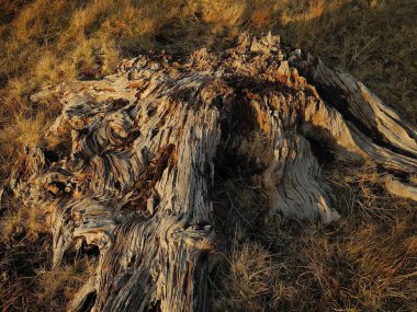 İrlanda 'da yüksek bir platoda çürüyen eski bir ağaç kütüğü, akşam ışıklarıyla aydınlanıyor. Sıcak, yumuşak tonlar zengin dokulu ve desenli ahşabı vurgular. Parlak yüzey kaotik yapıları ortaya çıkarıyor, yoğun ve organik bir görsel izlenim yaratıyor..