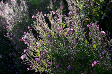 Willowhere b / Epilobium hirsutum in background light. Dark Willowhere erb (Epilobium obscurum) narin sapları, ince yaprakları ve narin pembe-mor çiçekleri olan uzun ömürlü bir kır çiçeğidir. Avrupa genelinde nemli çayırlar ve dere kıyılarında yaygındır.