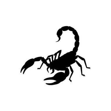 Akrep beyaz arka planda izole edilmiş, yırtıcı eklembacaklı yırtıcı bir örümceğin zehirli iğnesinin ucu gece alışkanlıklarıyla tanınır.