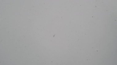 Büyük Kar Taneleri Gri Kış Gökyüzüne Düşüyor