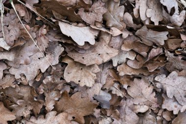 Yerdeki kuru kahverengi meşe yapraklarının üst manzarası, sonbahar orman zemininin dokusu.