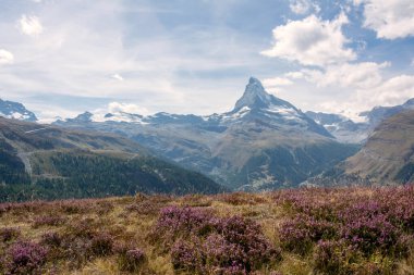 İsviçre Alpleri 'ndeki Matterhorn Dağı' nın panoramik manzarası. Mavi bulutlu gökyüzünün altındaki alp çayırında açan mor funda var.